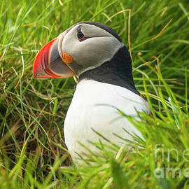 Puffin Fratercula arctica, Iceland by Neale And Judith Clark