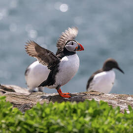 Puffin  by Shirley Mitchell