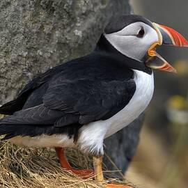 Puffin song by Christopher Mathews