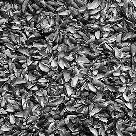 Pulled Mussels by Richard Reeve