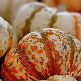 Pumpkin and Harvest time by Abigail Diane Photography