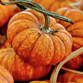 Pumpkin Spice by Abigail Diane Photography