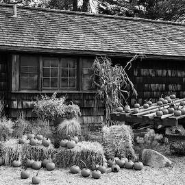 Pumpkins and Fall Reflections BW by Susan Candelario
