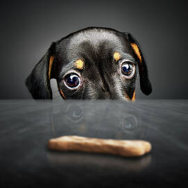 Puppy longing for a treat by Johan Swanepoel