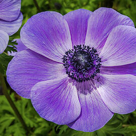 Purple Anemone by Elvira Peretsman