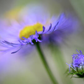 Purple Asters by Ursula Abresch