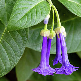 Purple Bell Flowers  by Shirley Mitchell