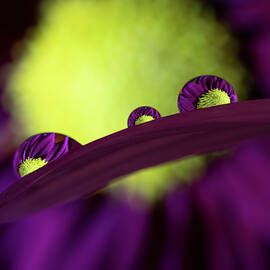 Purple Daisy in Water Droplets by Kevin Schwalbe