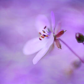 Purple Dream by Ursula Abresch