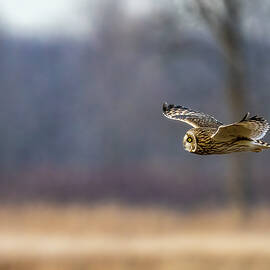 Purple Forest by James Overesch