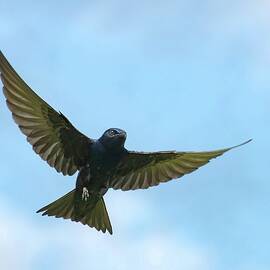 Purple Martin In Flight by Rebecca Herranen