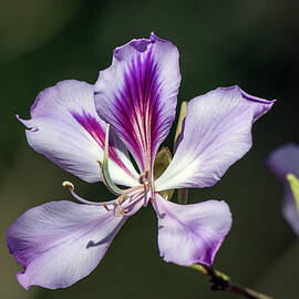 Purple Orchid Tree Bloom by Debra Martz