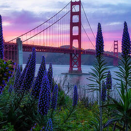 Purple Rain by Louis Raphael