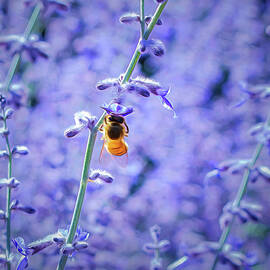 Blue Sage by Rebecca Herranen
