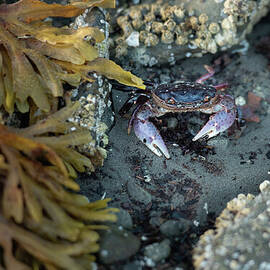 Purple Shore Crab in Sitka by Nancy Gleason