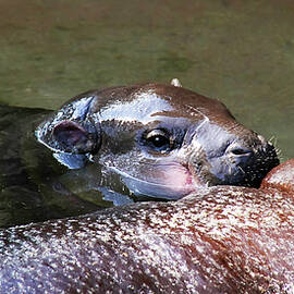 Pygmy Hippo LP 3A by Sally Fuller