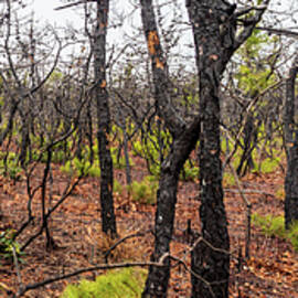 Pygmy Pines Photograph by Louis Dallara