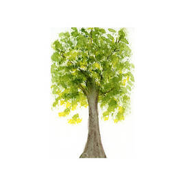 Quercus, Oak Tree by Elizabeth Reich