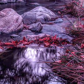 Quiet Creek by Alison Frank