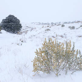 Quiet New Mexico Landscape by Mary Lee Dereske