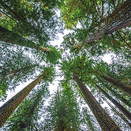Quinault Trees and Sky, Washington State by Abbie Matthews