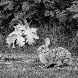 Rabbit and Leaves by Mary Lee Dereske