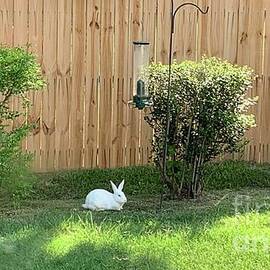 Rabbit Delight 2 by Catherine Wilson