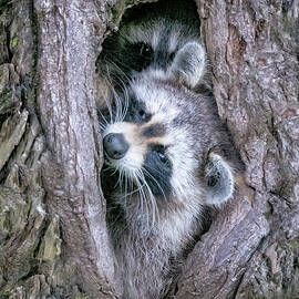Raccoon Siblings #0492 by Dan Beauvais