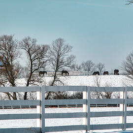 Race horse feeding in the snow by Louis Dallara