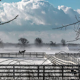 Racing Horses Fair Winds Farm by Louis Dallara