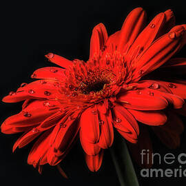 Radiance in Stillness by Dodie Ross