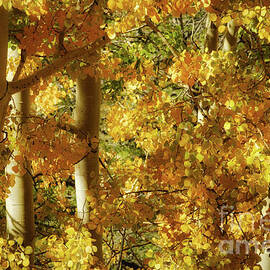 Radiance of an Aspen by Dodie Ross