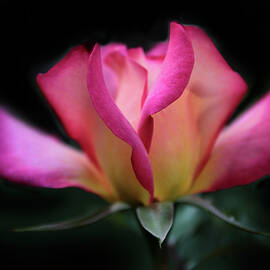 Radiant Rose by Jessica Jenney