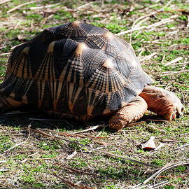 Radiated Tortoise by Flees Photos