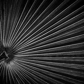 Radiating Lines by Elvira Peretsman