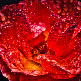 Rain Drenched rose by Bruce Block