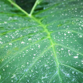 Rain Drops On Elephant's Ear by Steven Sparks