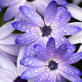 Rain drops on Osteospermum by Shirley Mitchell