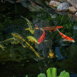 KOI Pond_6681