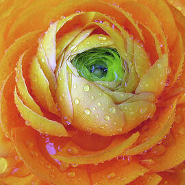 Ranunculus by Jessica Jenney