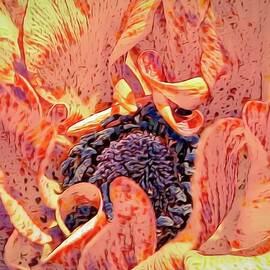 Ranunculus  by Rebecca Herranen