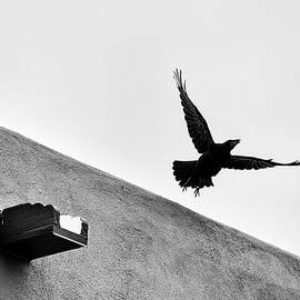 Raven Flies Away by Mary Lee Dereske