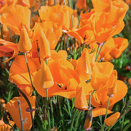 Reaching For The Sun by Rebecca Herranen