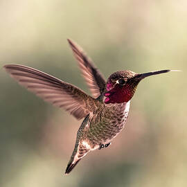 Ready to Dine by Joe Schofield