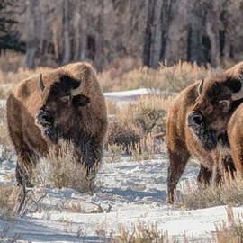 Ready to Rumble, Bison of Grand Tetons by Marcy Wielfaert