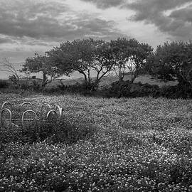 Reclaimed by Nature  Castlegregory Field in Black and White by Mark Callanan