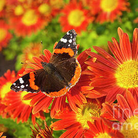 Red Admiral butterfly, Vanessa atalanta, on Chrysanthemum flowers by Neale And Judith Clark