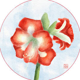 Red and White Amaryllis by Snow Iris Studio