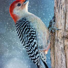 Red-Belly Snowy Tree by Bill and Linda Tiepelman