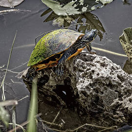 Red Belly Turtle - 2 by Kelley King